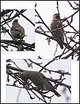 [garrulus-1.jpg]