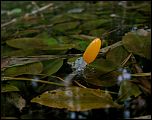 [paludosa-1b.jpg]