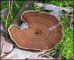 [perennis-1.jpg]