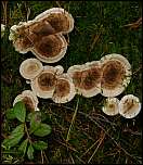 [tomentosus-1.jpg]