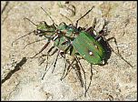 [campestris-3fm.jpg]