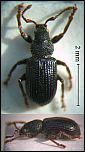 [cloropus-1.jpg]