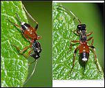 [abbreviatus-1.jpg]