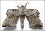 [amurensis-1m.jpg]