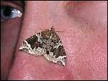 [prunata-1a.jpg]