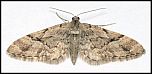 [lanceata-1.jpg]