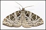 [reticulatum-2.jpg]