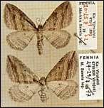 [vittatum.jpg]