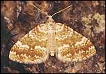 [flavofasciatum-1m.jpg]