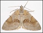 [firmata-1b.jpg]