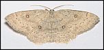 [albipunctata-2m.jpg]