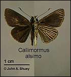 [alsimo-1.jpg]