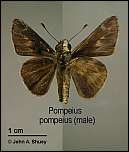 [pompeius-1m.jpg]