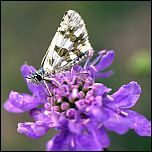 [speyeri-3mv.jpg]