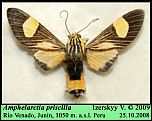 [priscilla-1.jpg]