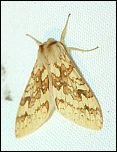 [maculata-1.jpg]