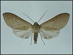 [neibaensis-1f.jpg]