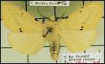 [luteum-m.jpg]