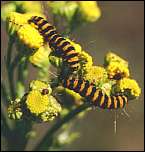 [jacobaeae-l.jpg]