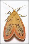 [miniata-3f.jpg]