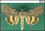 [eutychea-1b.jpg]