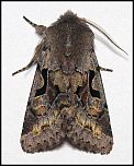 [gothica-4m.jpg]