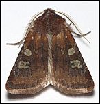 [leucographa-2ma.jpg]