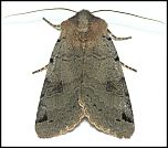 [litura-3.jpg]