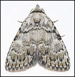 [strigula-1f.jpg]