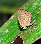 [learchus-1fv.jpg]
