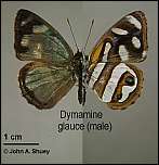 [glauce-1m.jpg]