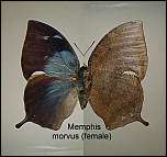 [morvus-1f.jpg]