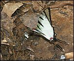 [agetes-2m.jpg]