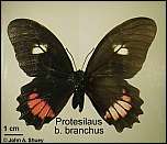 [branchus-1.jpg]