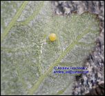 [sikkimensis-2o.jpg]
