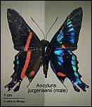 [jurgensenii-1m.jpg]
