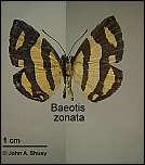 [zonata-1.jpg]