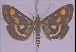 [purpuralis.jpg]