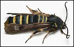 [hylaeiformis-2xf.jpg]