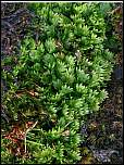 [adianthoides-1.jpg]