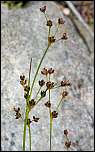 [alpinoarticulatus_alpinoarticulatus-1x.jpg]
