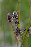 [campestris-1b.jpg]