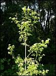 [maculatum-1.jpg]