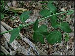 [latifolium-2y.jpg]