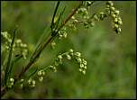 [campestris_campestris-1a.jpg]