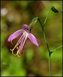 [purpurea-1x.jpg]