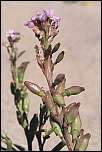 [maritima-1bU.jpg]