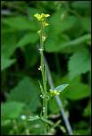 [officinale_officinale-1b.jpg]