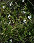 [rupestris-1b.jpg]