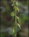 [officinalis-2b.jpg]